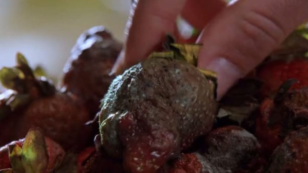 Scena z serialu "Gdzie pachną stokrotki". Widok na spleśniałą truskawkę, po którą sięga dłonia główny bohater.